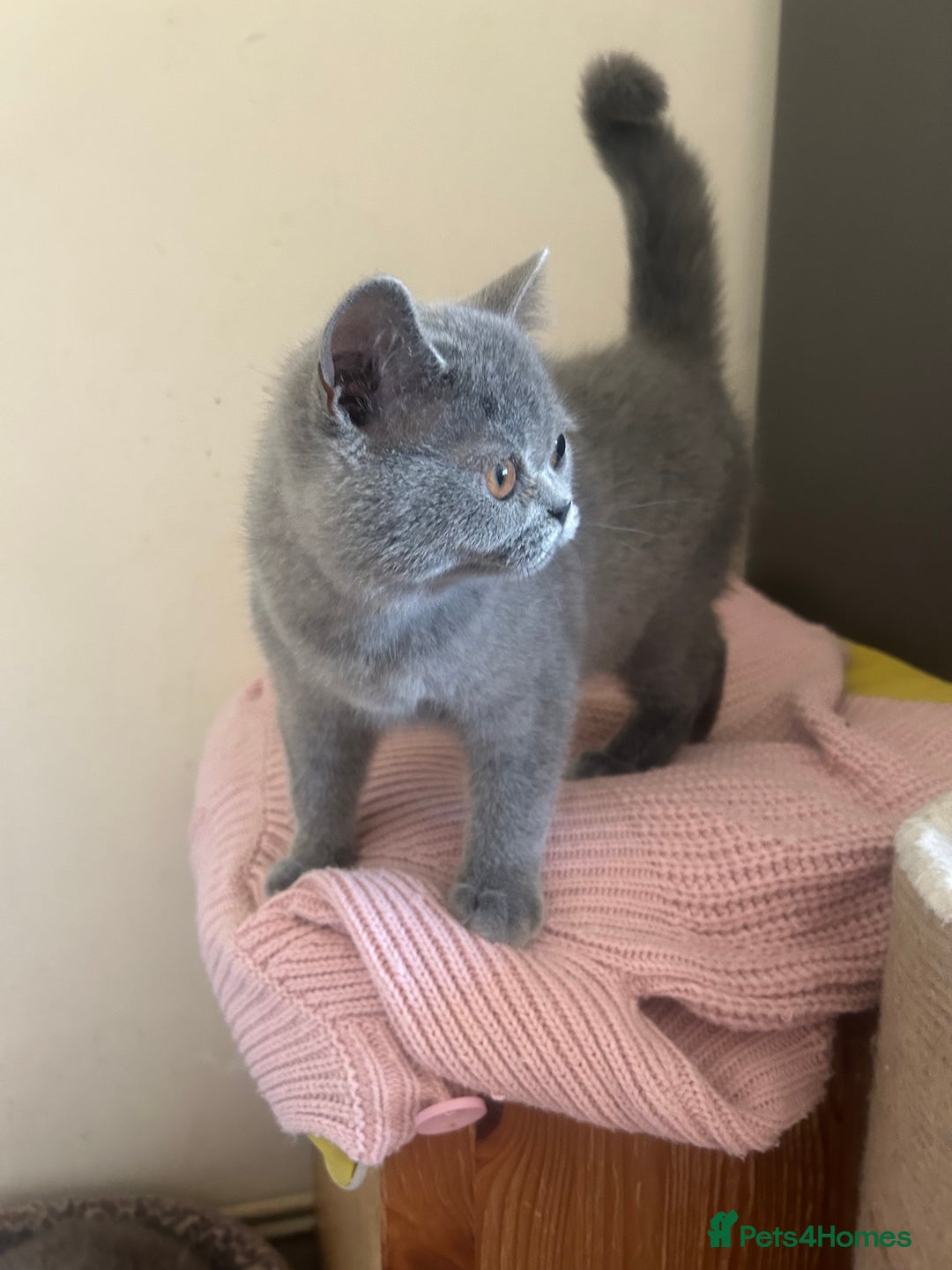 Scottish Fold cats for sale: Scottish Straight Boy Available in Bognor Regis - Image 3