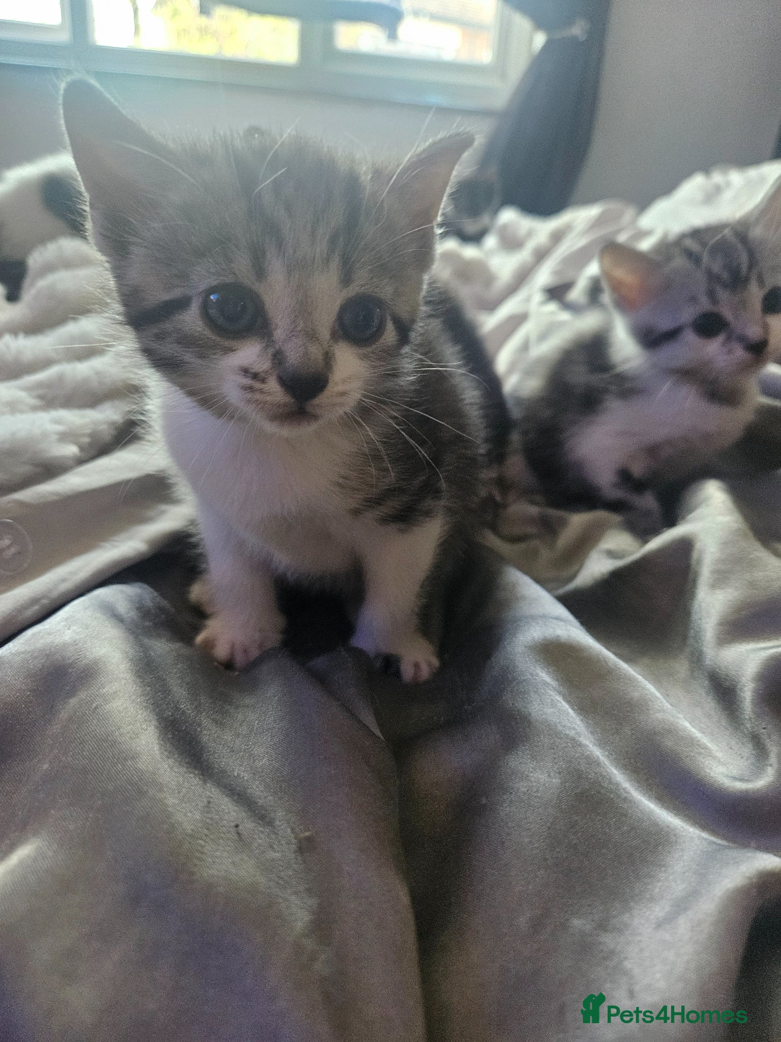 Mixed Breed cats Kittens  - Advert 1