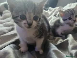 Mixed Breed cats for sale: Kittens - Advert 2