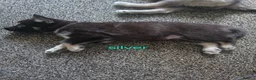 Shepsky dogs for sale: 9 shepsky puppies  - Advert 2