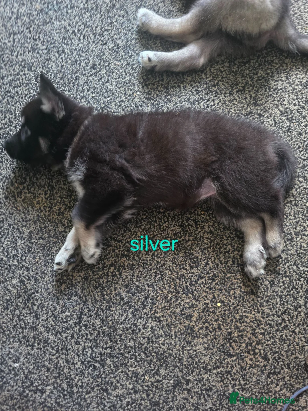Shepsky dogs for sale: 9 shepsky puppies  - Advert 2