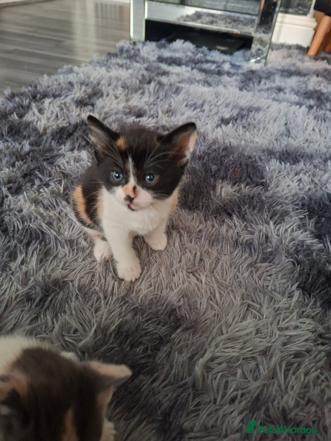 Mixed Breed cats for sale: Beautiful fluffy kittens for sale - Image 9