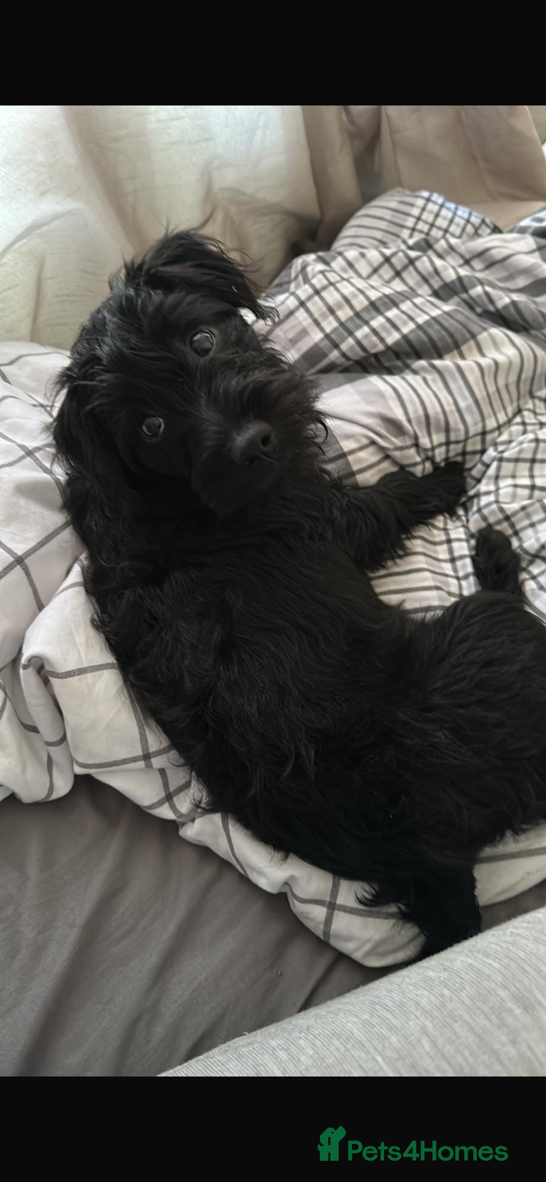 Patterdale Terrier dogs for sale: Patterdale terrier bitch.  - Advert 1