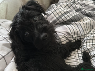 Patterdale Terrier dogs Patterdale terrier bitch. - Advert 1