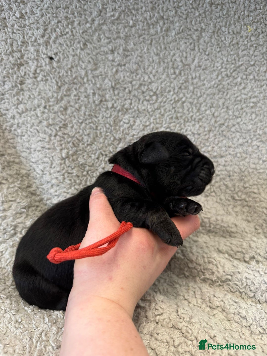 Goldador dogs for sale: Gorgeous Black Goldadors   - Advert 20