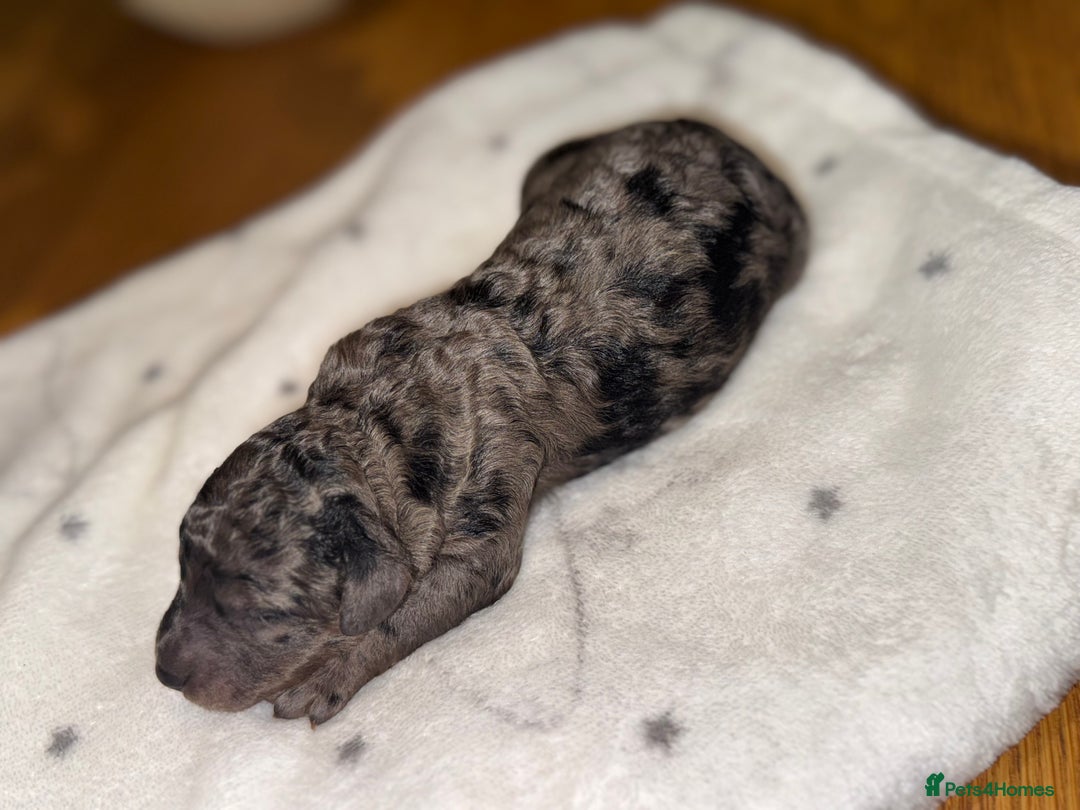 Cockapoo dogs for sale: Cockerpoo FB1 ready to leave  **  Eve  - Image 4