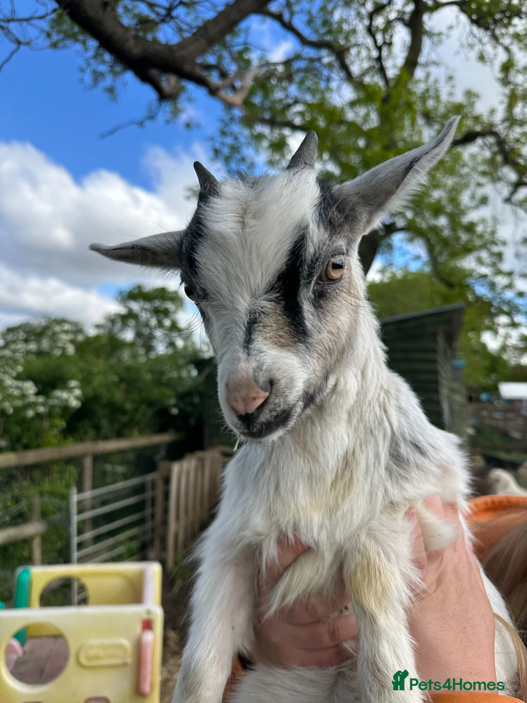 Goats livestock for sale: Baby goats  - Advert 2