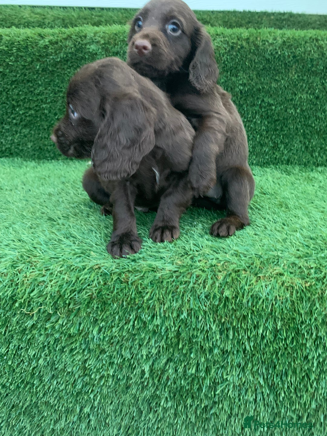 Cocker Spaniel dogs for sale: Kc cocker spaniel puppies  - Image 5