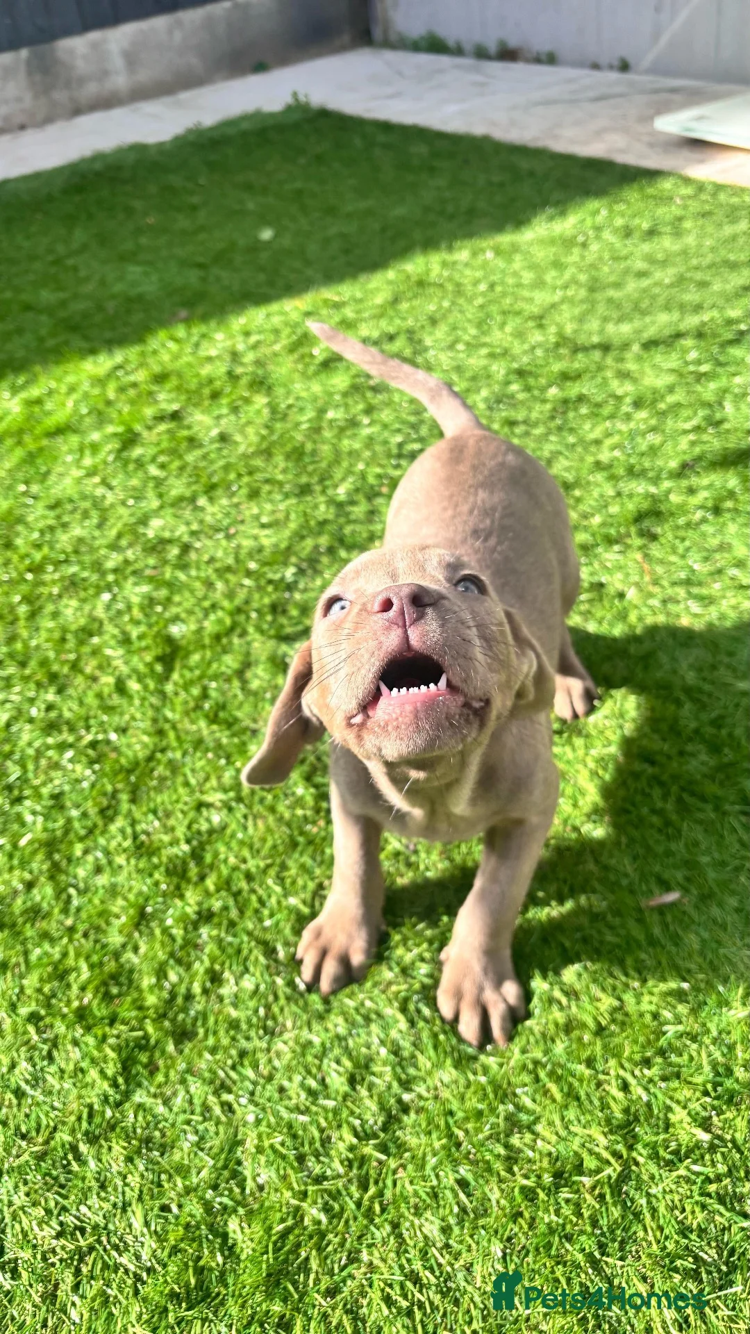 Mixed Breed dogs for sale: Staffy x Lab Puppy in Wolverhampton - Advert 2