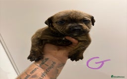 Mixed Breed dogs for sale: Rottweiler X Olde Tyme bulldog (Bullweilers)  - Image 9