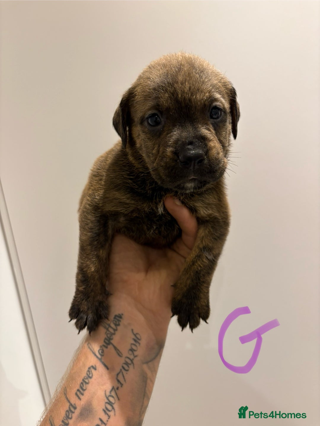 Mixed Breed dogs for sale: Rottweiler X Olde Tyme bulldog (Bullweilers)  - Image 9