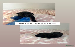 Mixed Breed dogs for sale: Stunning mastiff pups🐾 - Image 12