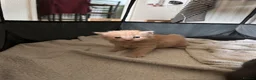 Mixed Breed cats for sale: 2 beautiful male kittens for sale  - Advert 8