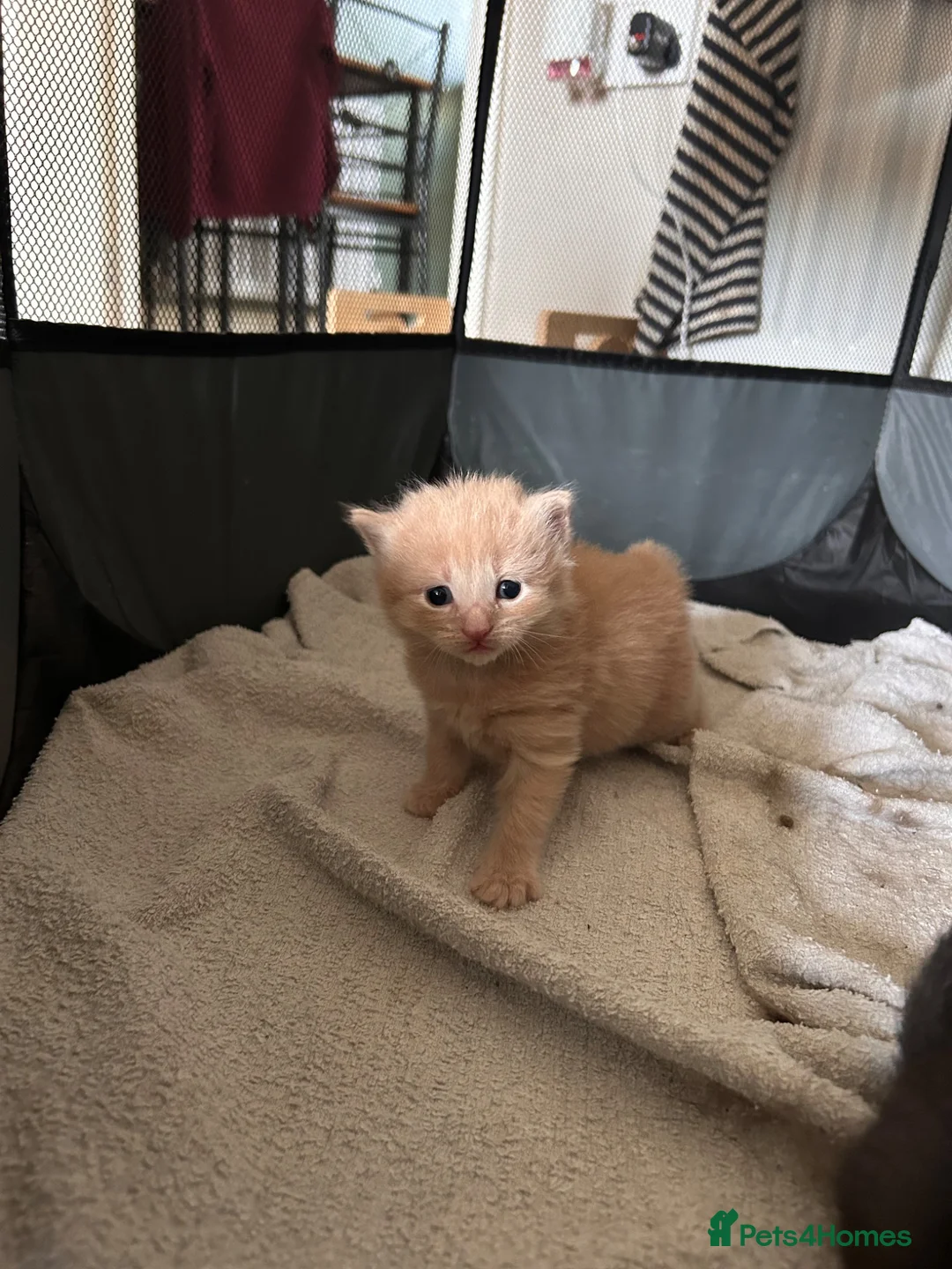Mixed Breed cats for sale: 2 beautiful male kittens for sale  - Advert 8