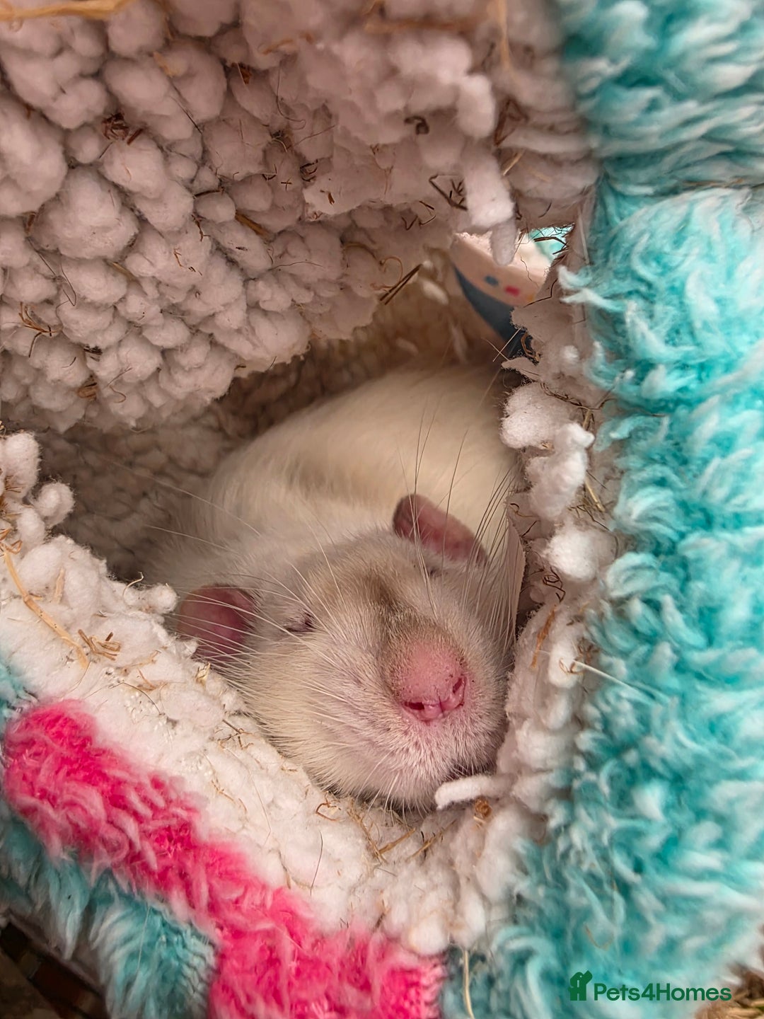 Rat rodents for sale: 2 male rats - Advert 7