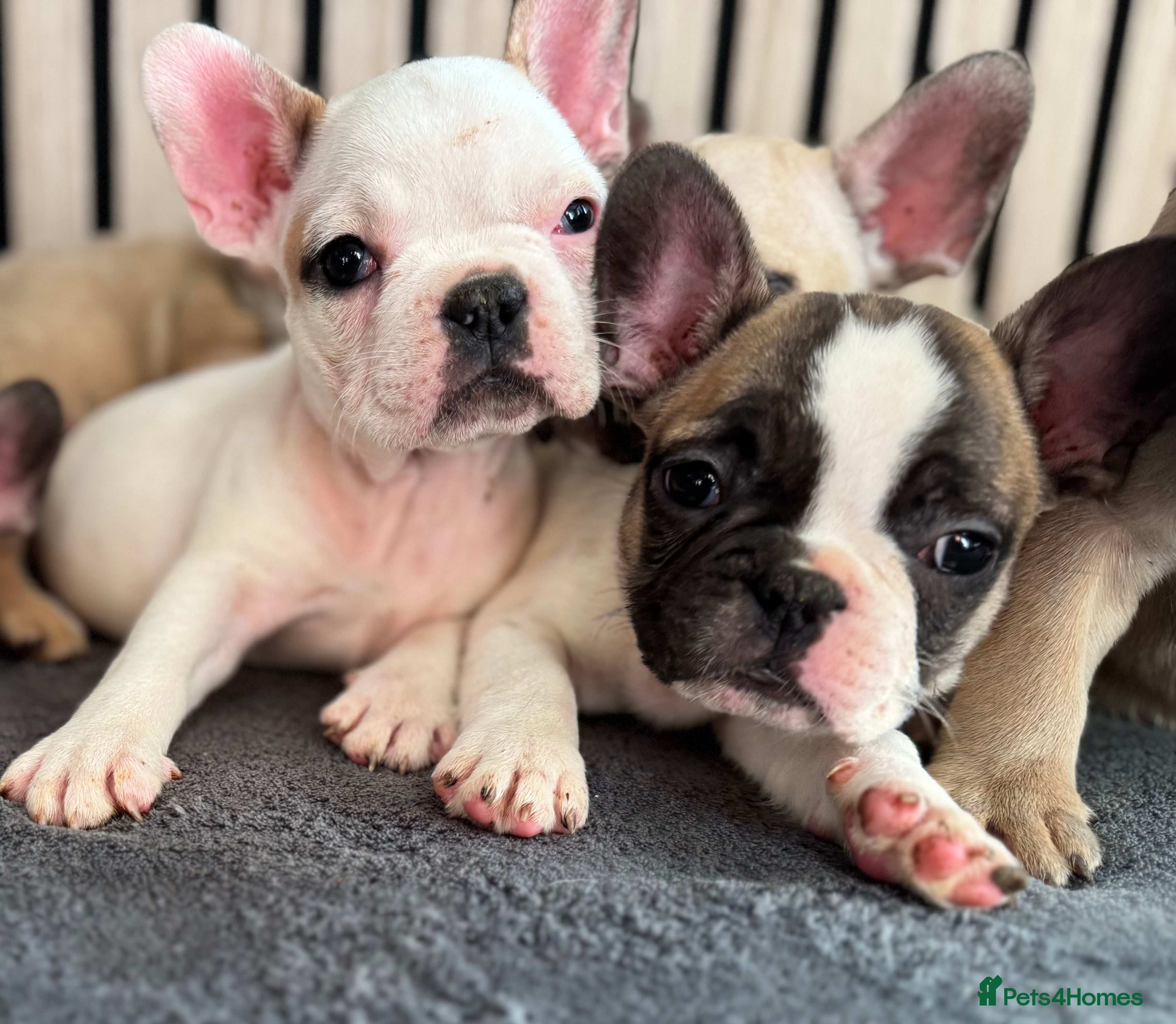 French Bulldog dogs FRENCH BULLDOGS 🐶 - Advert 3