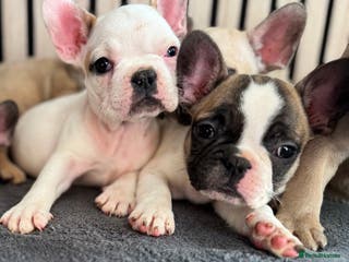 French Bulldog dogs FRENCH BULLDOGS 🐶 - Advert 3