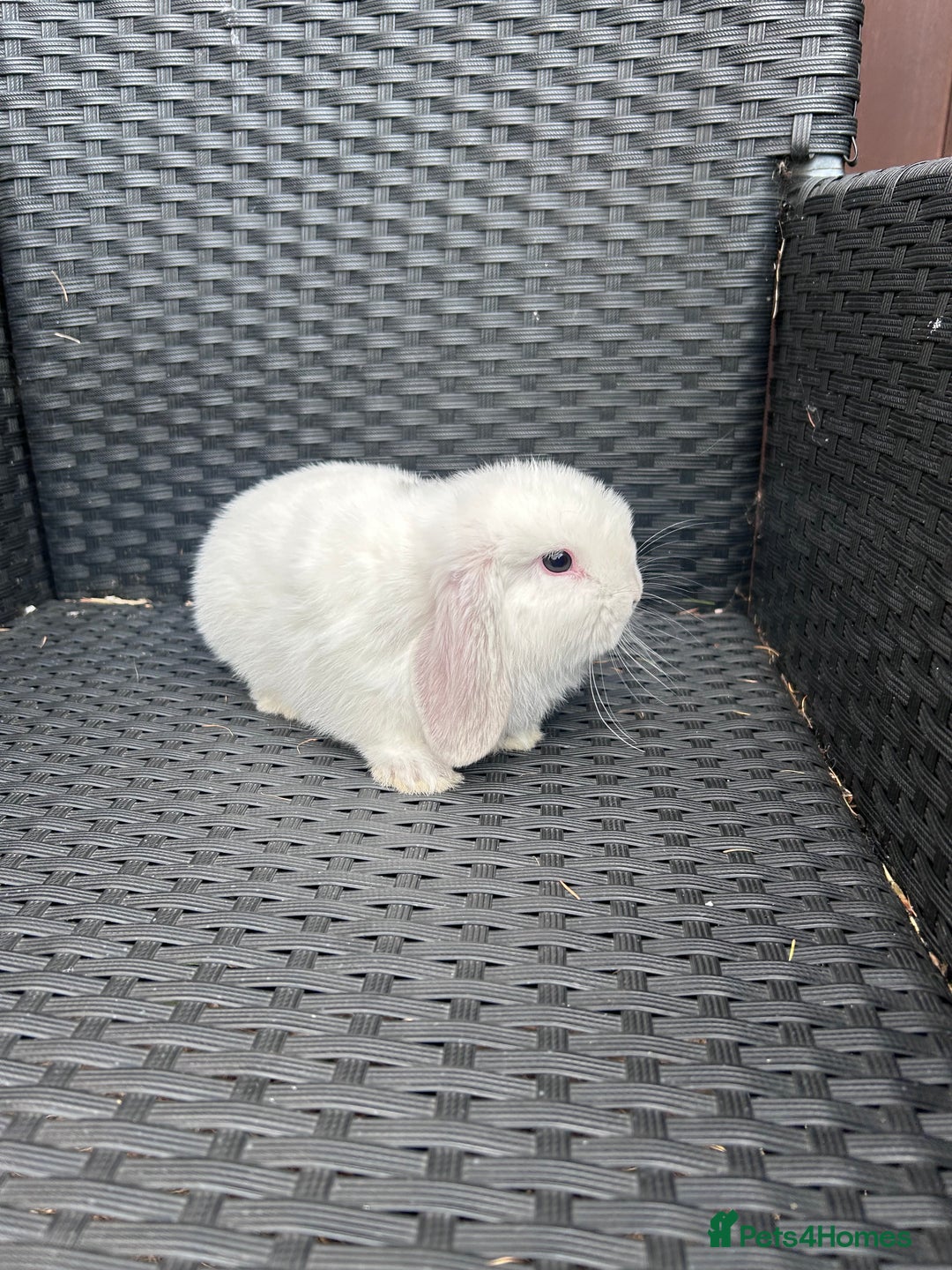 Mini Lop rabbits for sale: Pure bread mini lops - Advert 1