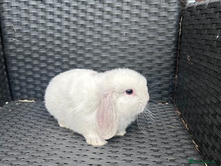 Mini Lop rabbits Pure bread mini lops - Advert 1