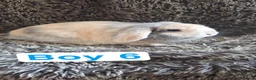 Mini Lop rabbits for sale: Baby Mini Lops  - Advert 1