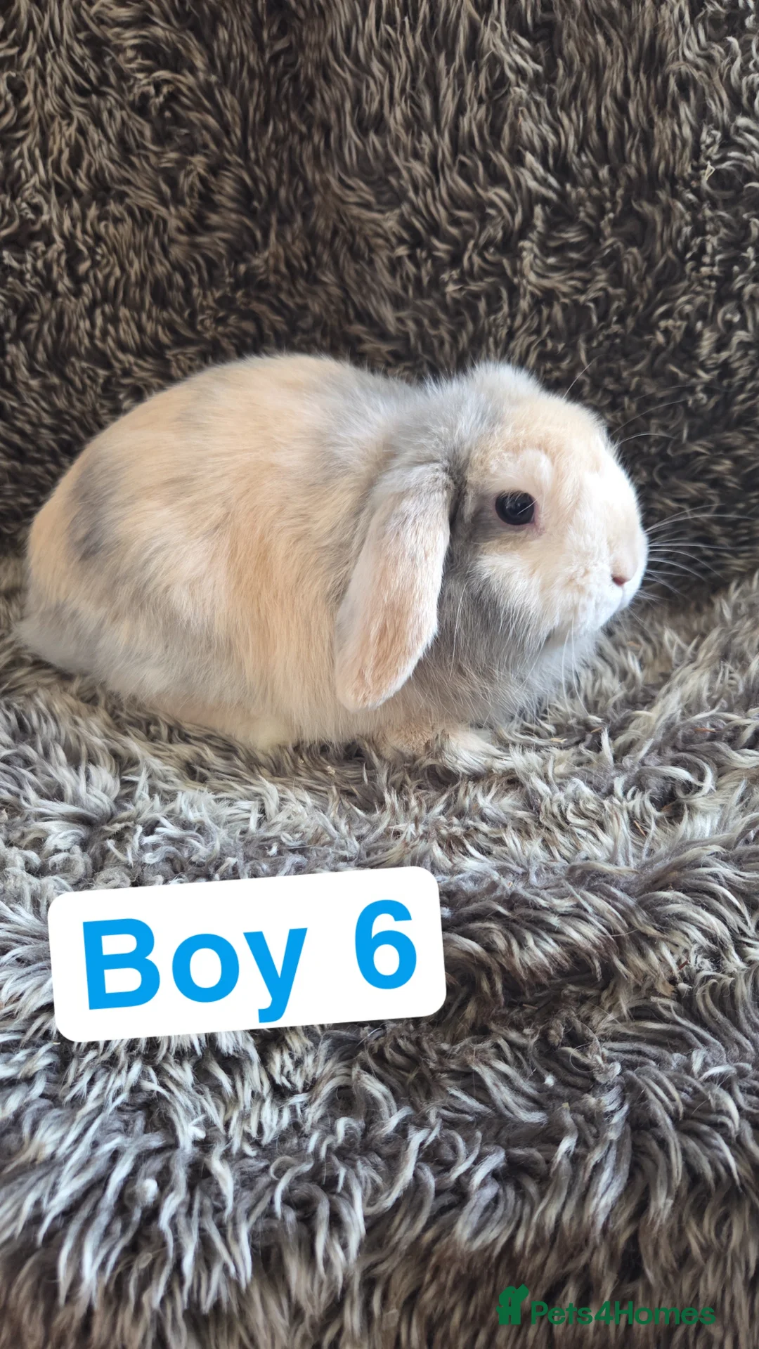 Mini Lop rabbits for sale: Baby Mini Lops  - Advert 1