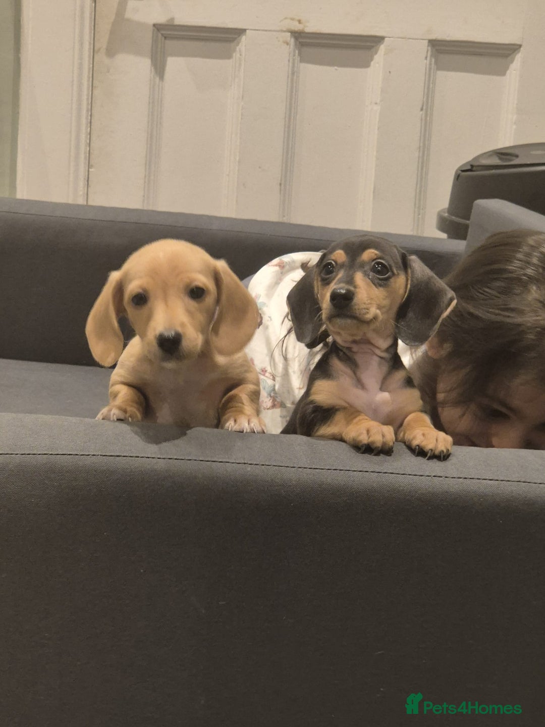 Miniature Dachshund dogs for sale: Perfect Mini Dachshund Girl 8 weeks old - Advert 9