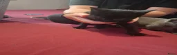 Mixed Breed cats for sale: 1 beautiful grey kitten, 5 lovely black kittens  - Advert 3