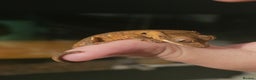 Gecko reptiles for sale: Tiger bridle dalmatian crested gecko - Advert 2