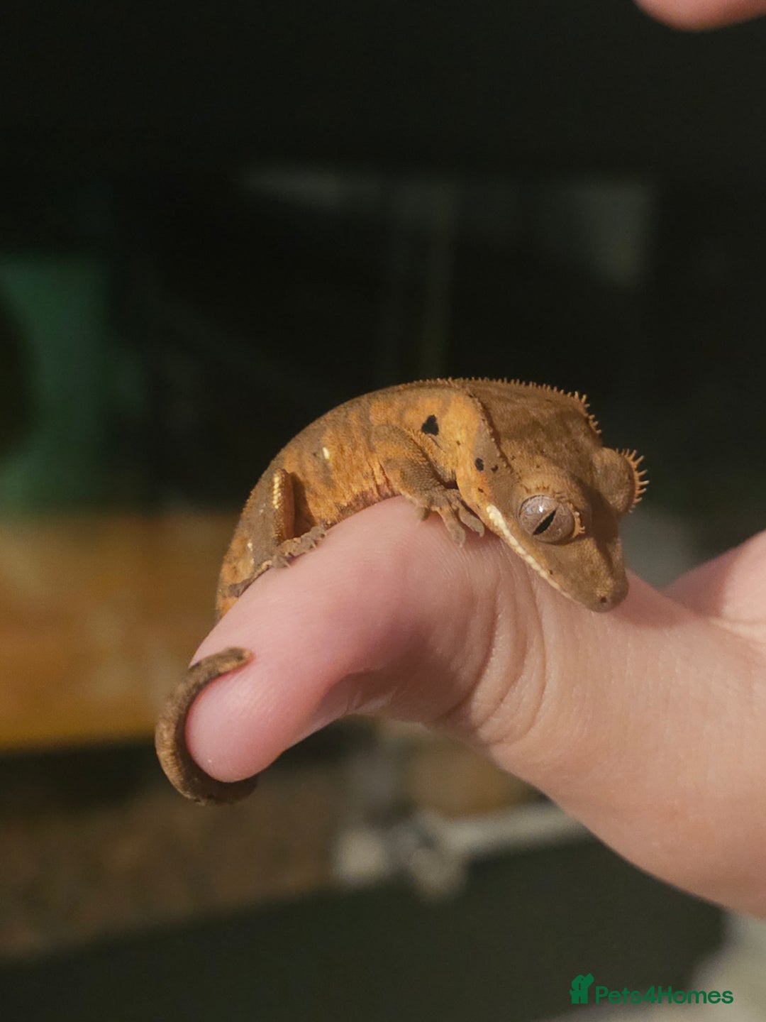 Gecko reptiles for sale: Tiger bridle dalmatian crested gecko - Image 2