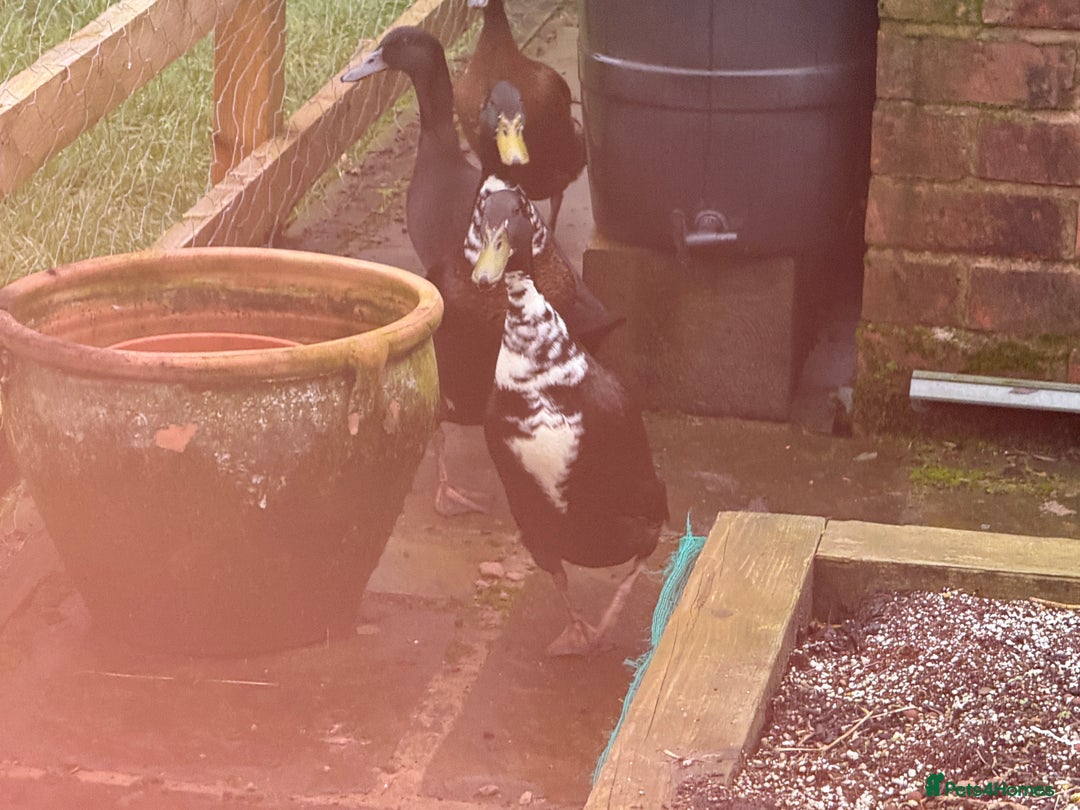 Ducks poultry for sale: Runner Ducks  - Advert 5