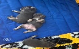 French Bulldog dogs for sale: 3 Female French bulldog puppies  - Image 15