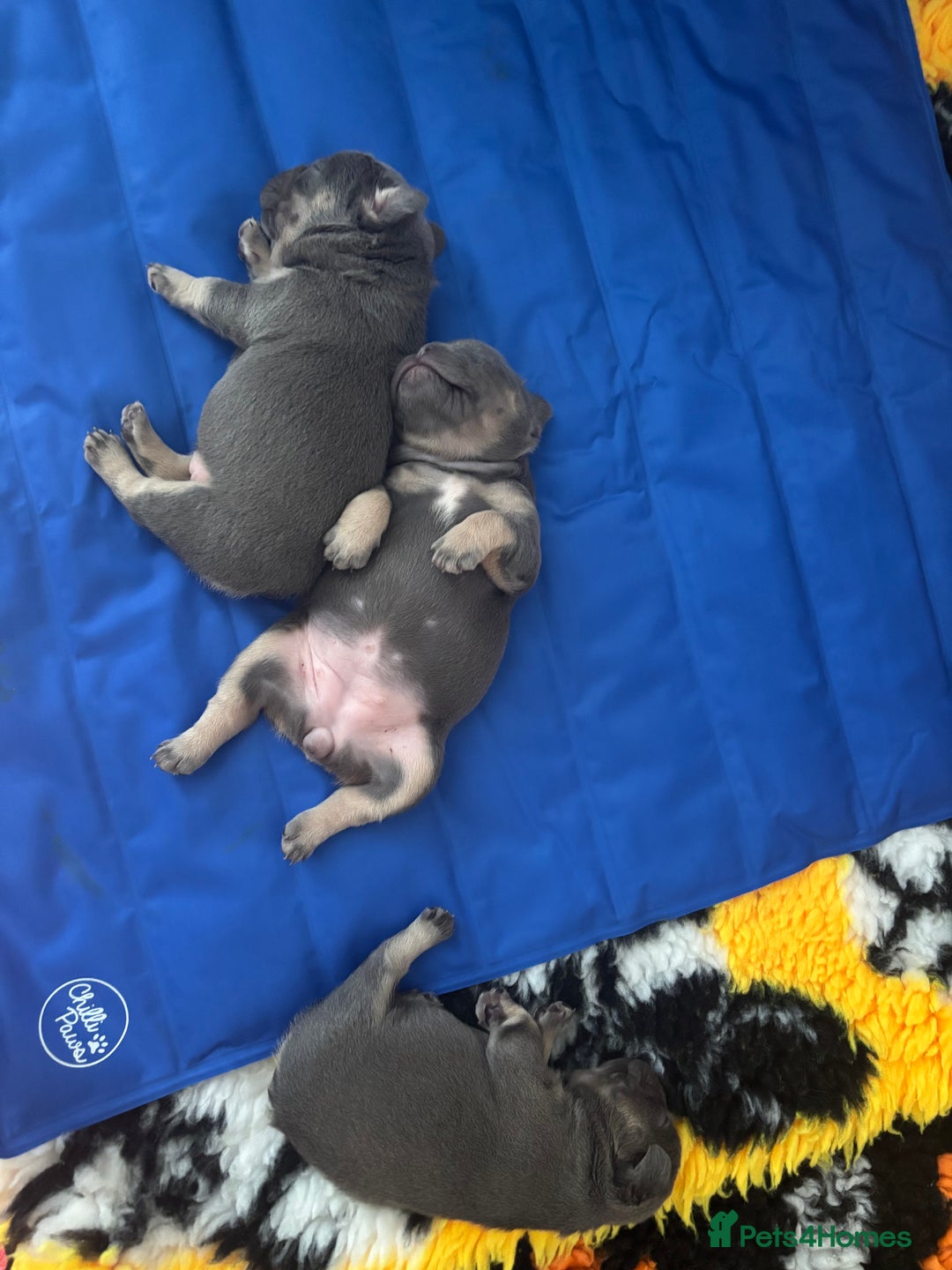 French Bulldog dogs for sale: 3 Female French bulldog puppies  - Image 15