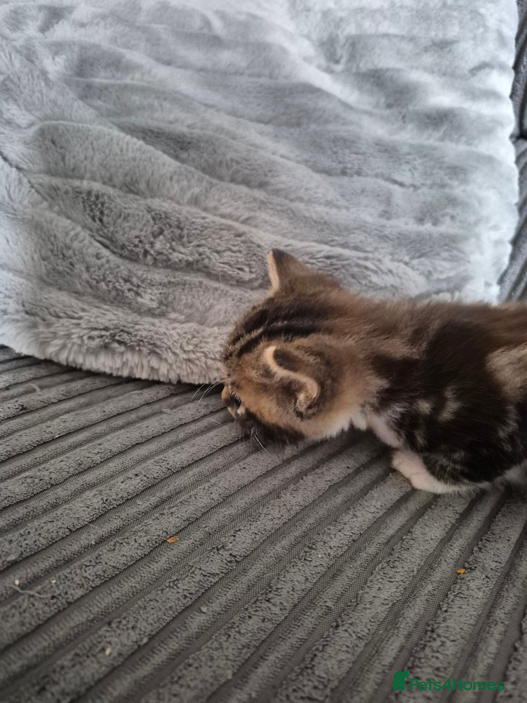 Mixed Breed cats for sale: Tabby kittens for sale - Image 5