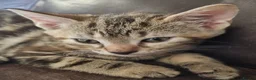 Mixed Breed cats for sale: Very pretty kittens looking for their loving home - Advert 8