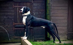 Great Dane dogs for stud: OPEN FOR STUD Stunning Apollo in Bathgate - Image 7