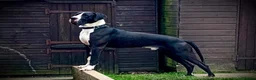 Great Dane dogs for stud: OPEN FOR STUD Stunning Apollo in Bathgate - Advert 7