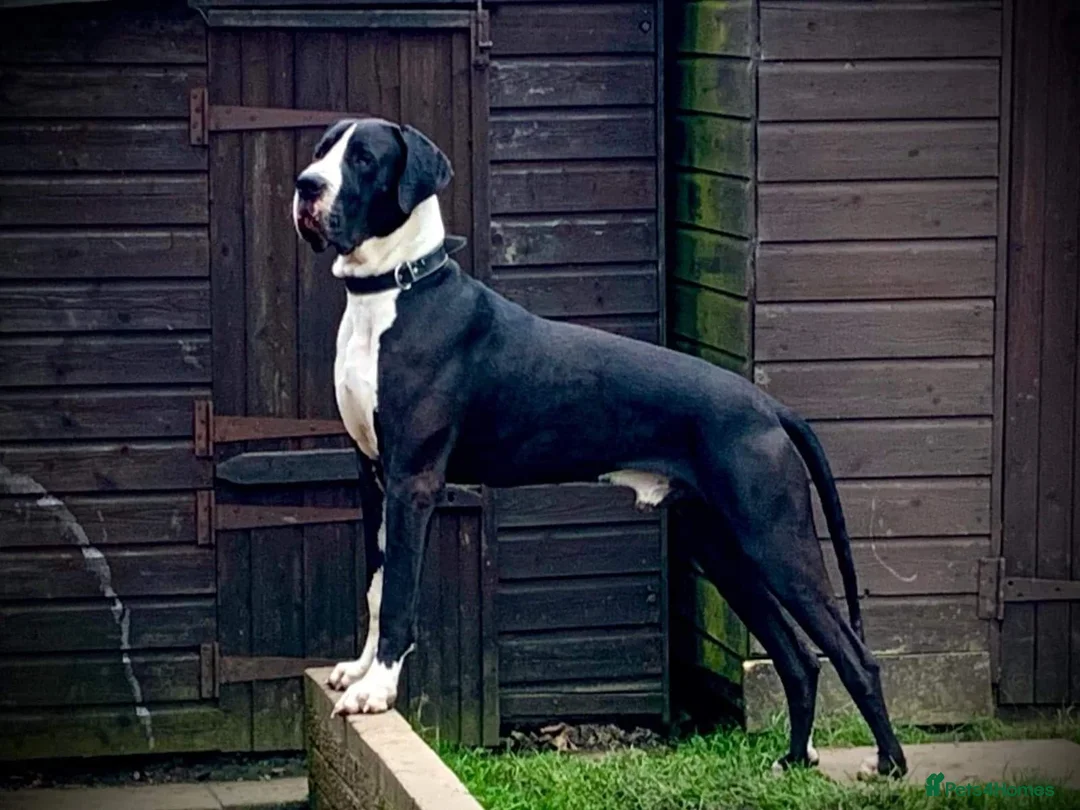 Great Dane dogs for stud: OPEN FOR STUD Stunning Apollo in Bathgate - Advert 7