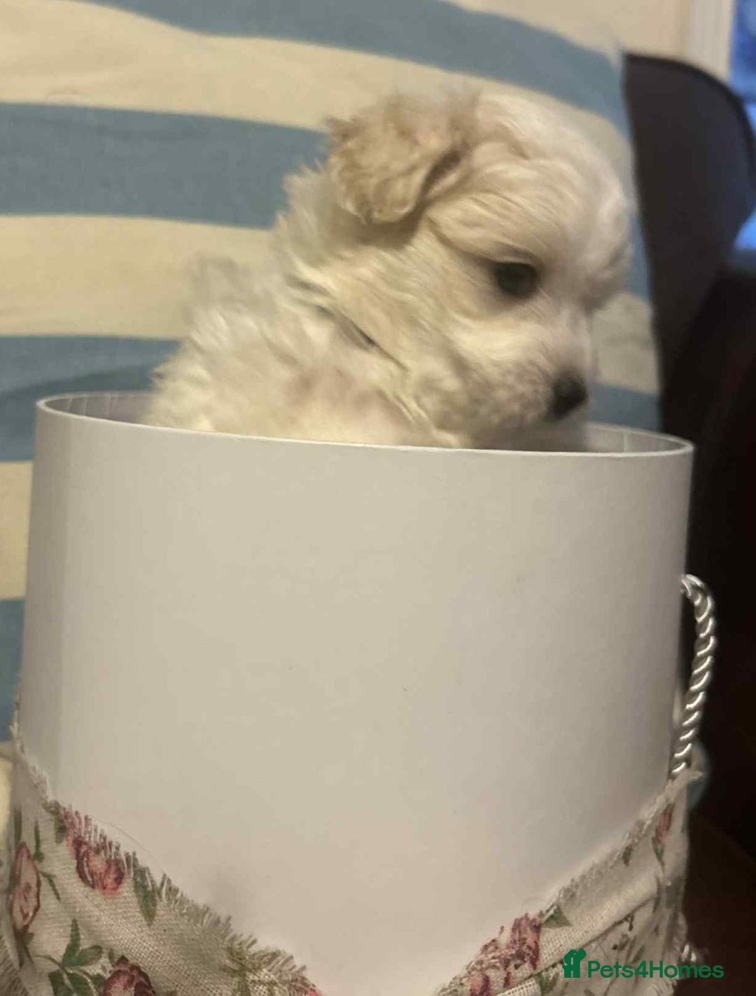 Mixed Breed dogs for sale: Cotonese puppies  - Advert 11