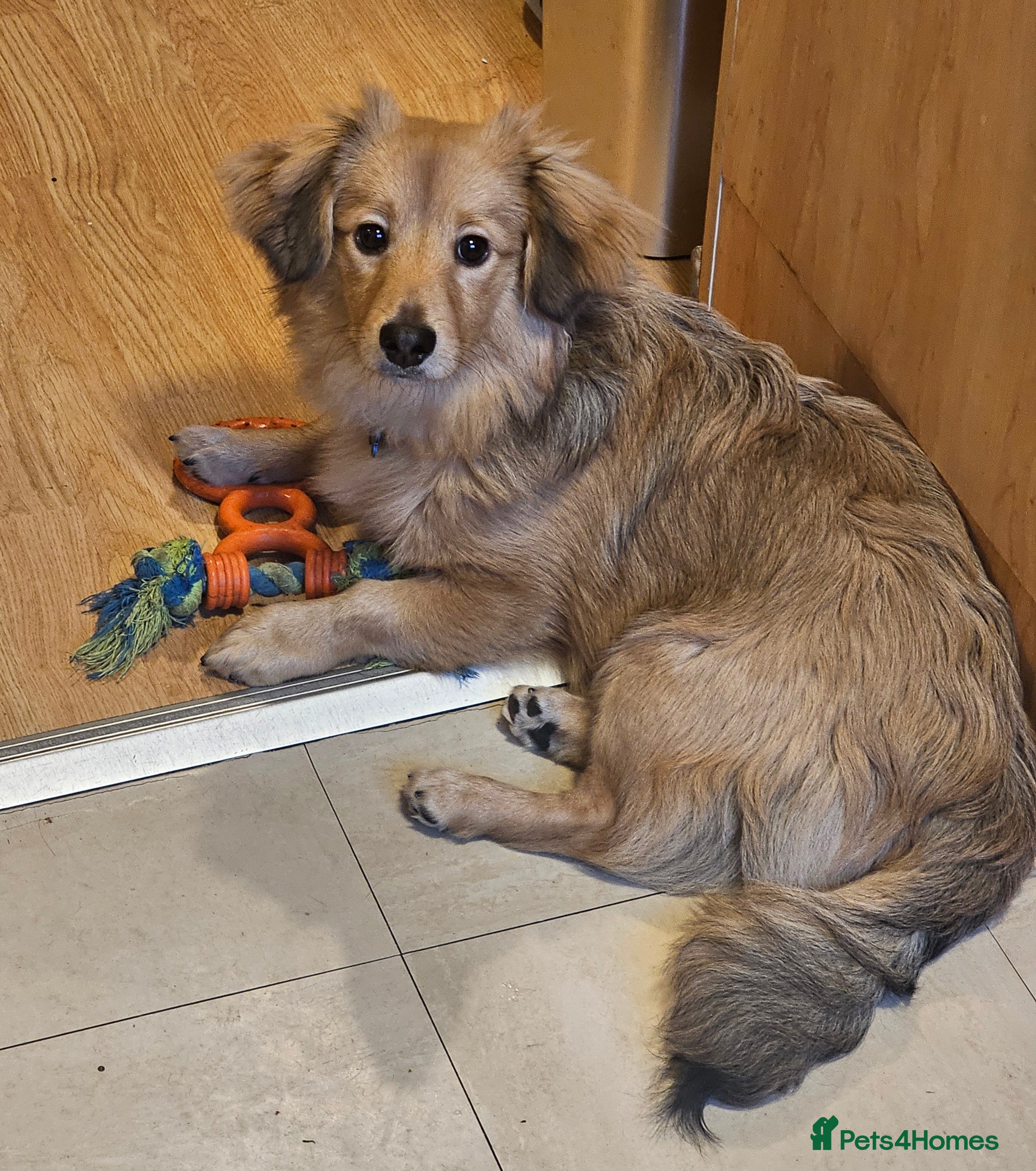 Mixed Breed dogs Rocco aged 27 weeks  - Advert 1