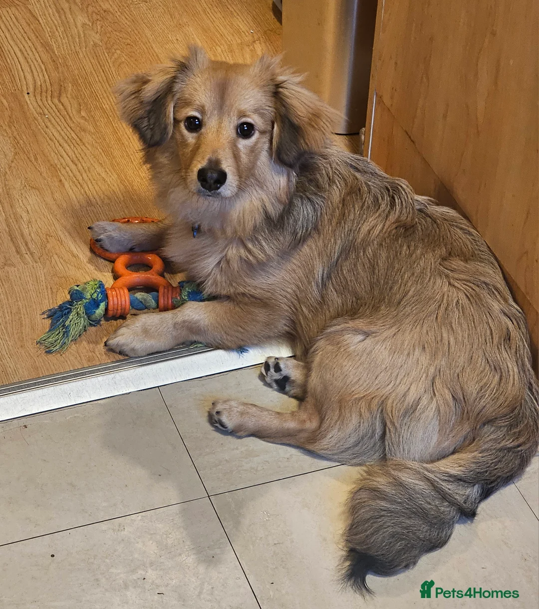 Mixed Breed dogs for sale: Rocco aged 27 weeks  - Advert 1