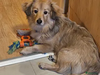 Mixed Breed dogs Rocco aged 27 weeks - Advert 2