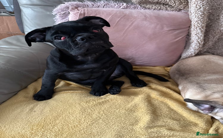 Frug dogs - Advert 3