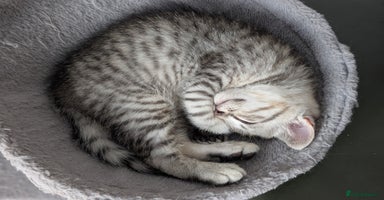 Selkirk Rex cats - Advert 7