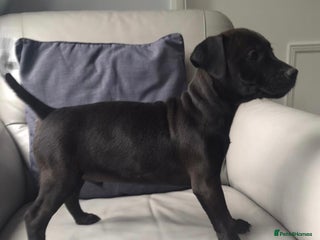 Patterdale Terrier dogs patterdale terrier puppies - Advert 9