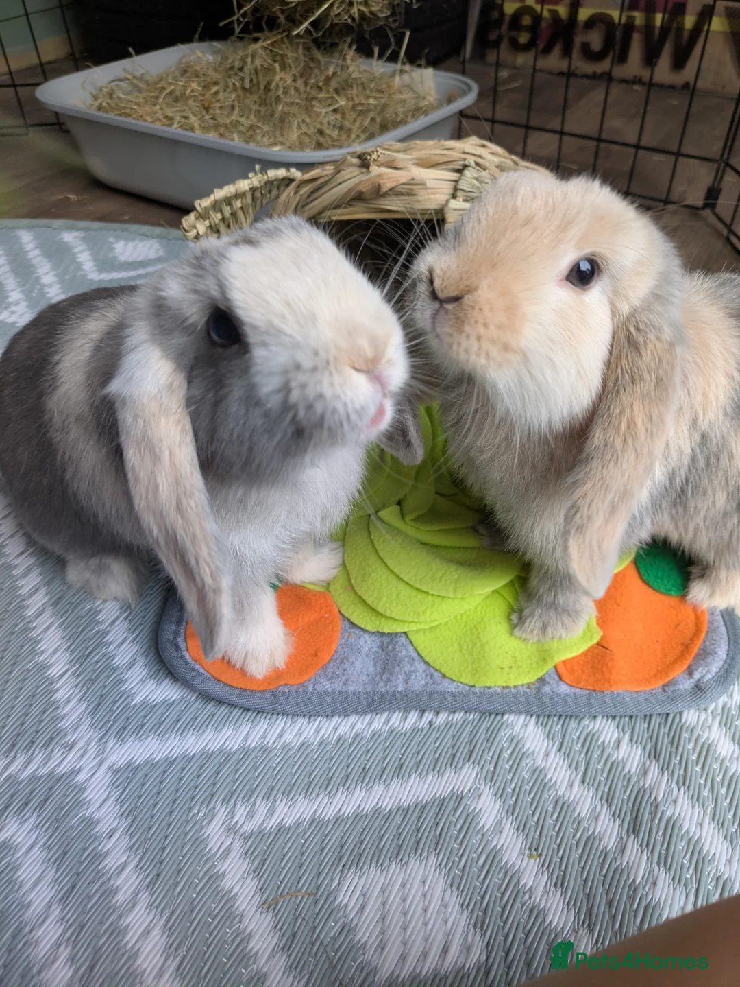 Mini Lop rabbits for sale: Mini lop boy and girl for rehoming  in Stoke-on-Trent - Advert 1