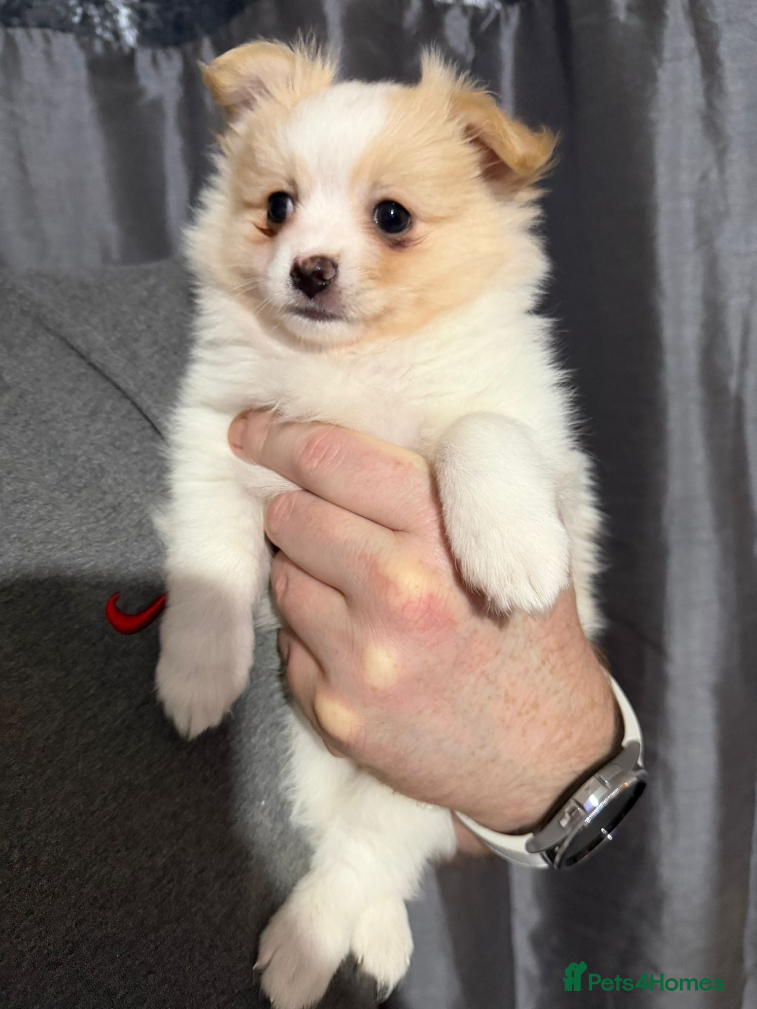 Pomchi dogs 🐻 Fluffy Rainbow Pomchis 🌈 - Advert 16