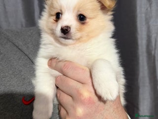 Pomchi dogs 🐻 Fluffy Rainbow Pomchis 🌈 - Advert 16