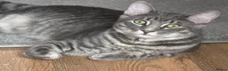 Mixed Breed cats for sale: Maine Coon X Russian Blue in Rotherham - Advert 3