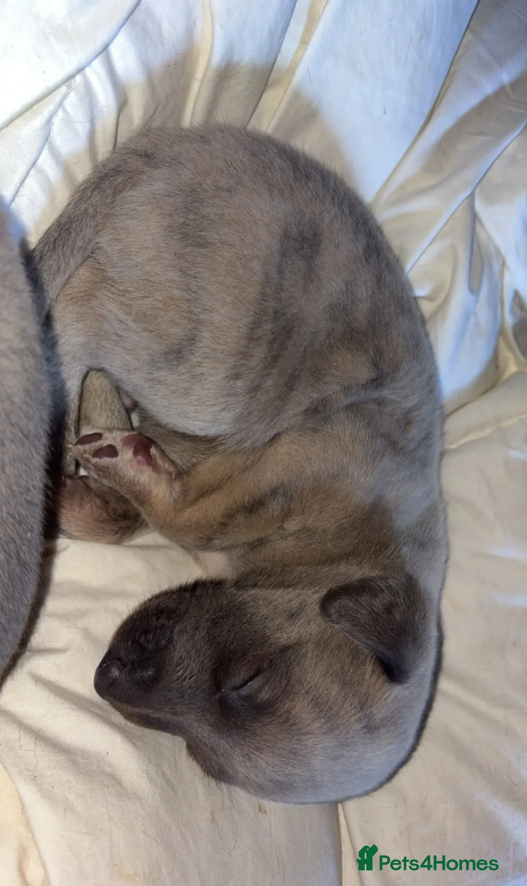 Whippet dogs for sale: 4 male whippet puppies - Advert 2