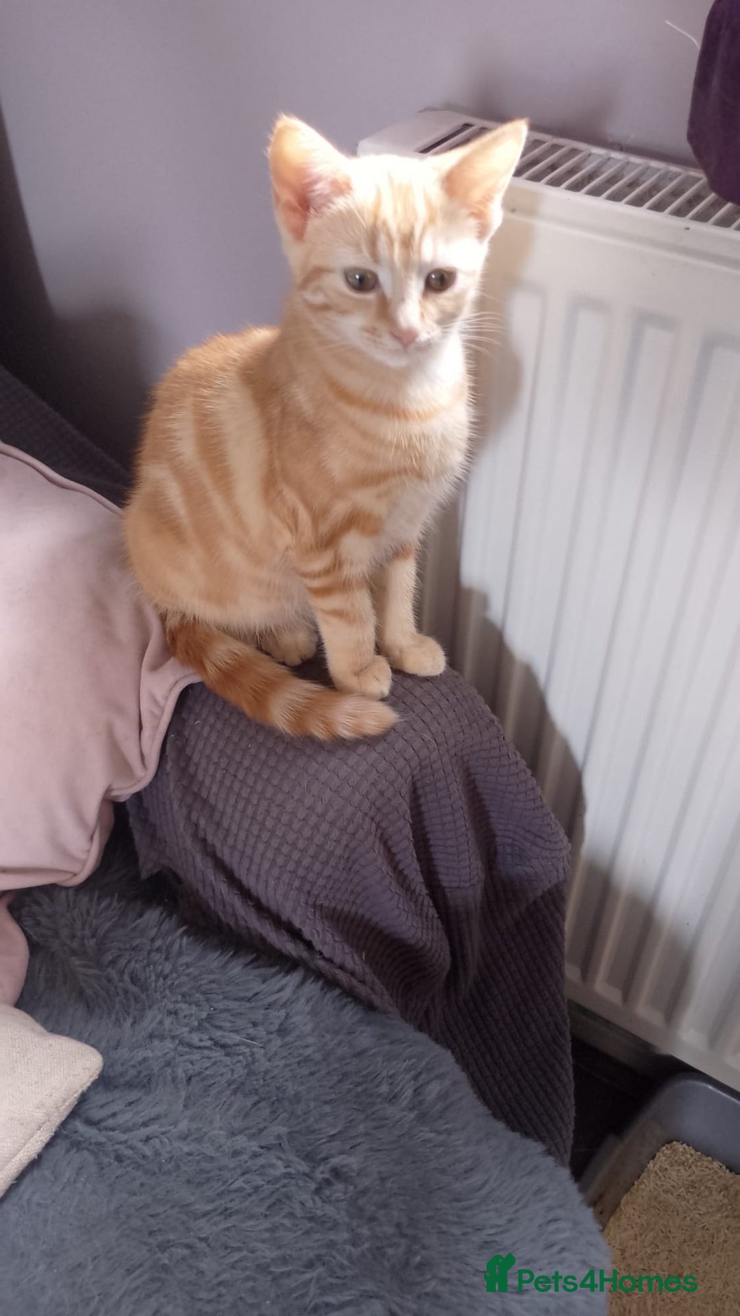 Mixed Breed cats for sale: Kittens  - Image 2